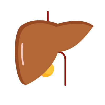 Liver, Animated Icon, Flat