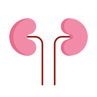 Kidney, Animated Icon, Flat