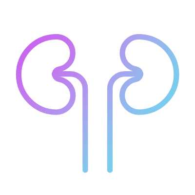 Kidney, Animated Icon, Gradient
