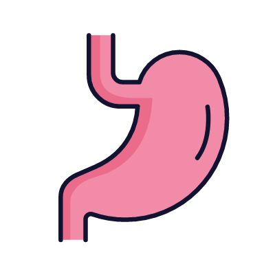 Stomach, Animated Icon, Lineal