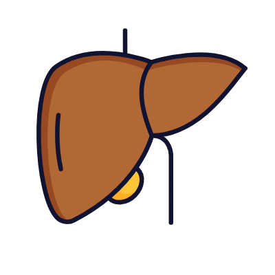 Liver, Animated Icon, Lineal