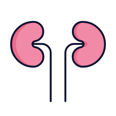 Kidney, Animated Icon, Lineal