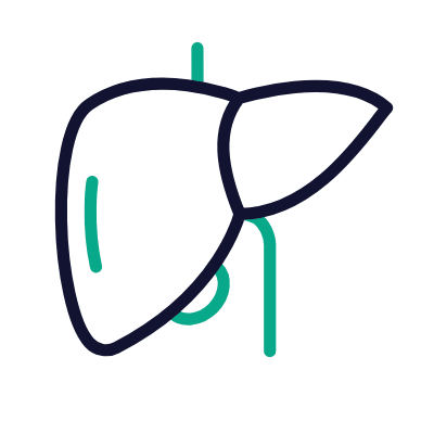 Liver, Animated Icon, Outline